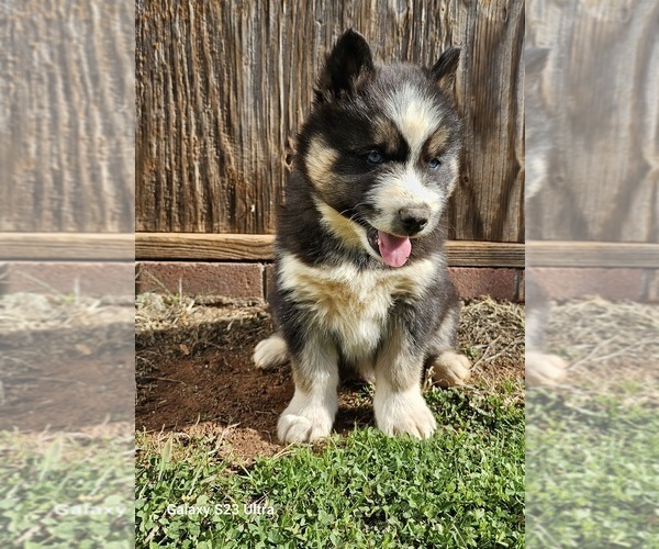 Medium Photo #3 Siberian Husky Puppy For Sale in INMAN, SC, USA
