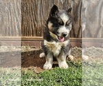Small Photo #3 Siberian Husky Puppy For Sale in INMAN, SC, USA