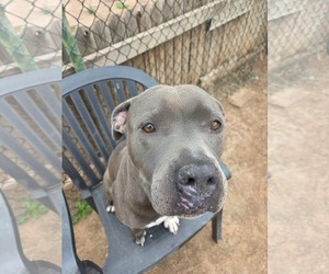 Dior - Female American Pit Bull Terrier Dog for Adoption - Photo #2
