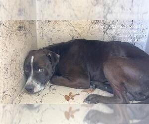 American Pit Bull Terrier Dogs for adoption in Ocala, FL, USA