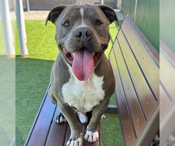 Medium Photo #2 American Pit Bull Terrier Puppy For Sale in Camarillo, CA, USA