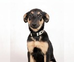 Small #3 Doberman Pinscher Mix