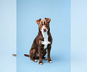 Chihuahua-Unknown Mix Dogs for adoption in Westminster, MD, USA