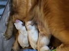 Small Photo #1 Golden Retriever Puppy For Sale in MACON, GA, USA