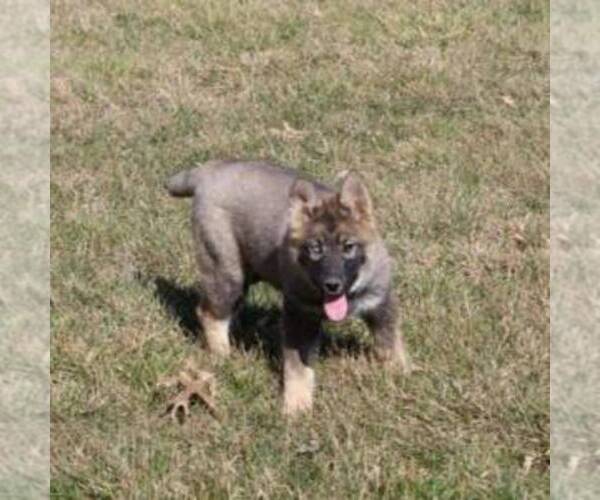 Medium Photo #2 German Shepherd Dog-Siberian Husky Mix Puppy For Sale in OTTAWA, KS, USA
