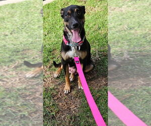 Wendy - Female Labrador Retriever-Unknown Mix Dog for Adoption - Photo #2