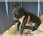Puppy Teal Collar Cane Corso