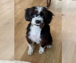 Small #1 Lhasa-Poo