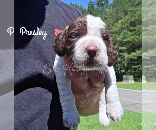 Medium Photo #5 English Springer Spaniel Puppy For Sale in OCOEE, TN, USA