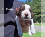 Small Photo #20 English Springer Spaniel Puppy For Sale in OCOEE, TN, USA