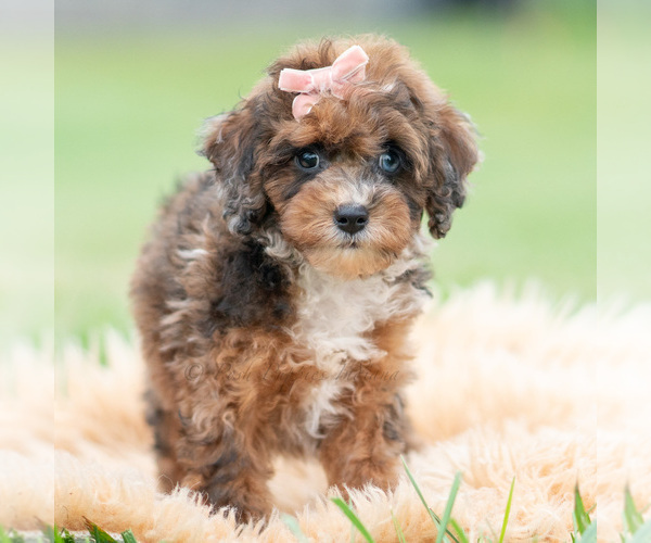 Medium Photo #3 Poodle (Miniature) Puppy For Sale in WARSAW, IN, USA
