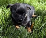 Small #3 Rat Terrier