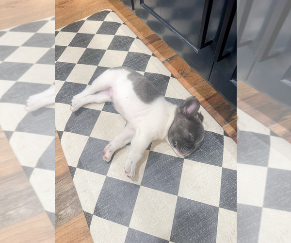 Medium Photo #2 French Bulldog Puppy For Sale in MIDLAND, TX, USA