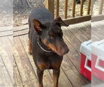 Small #2 Doberman Pinscher