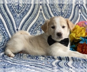 Border Collie-Unknown Mix Puppy for sale in LANCASTER, PA, USA