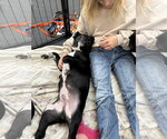 Small #4 Labrador Retriever Mix