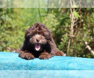ShihPoo Puppy for sale in DYERSBURG, TN, USA