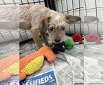Small Poodle (Miniature)-Red Heeler Mix