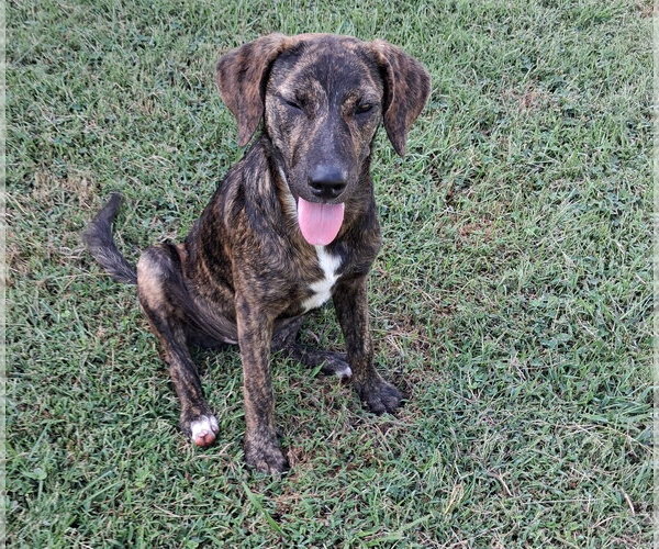 Medium Photo #5 Mountain Cur-Unknown Mix Puppy For Sale in Cookeville, TN, USA