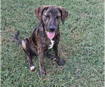 Small Photo #5 Mountain Cur-Unknown Mix Puppy For Sale in Cookeville, TN, USA