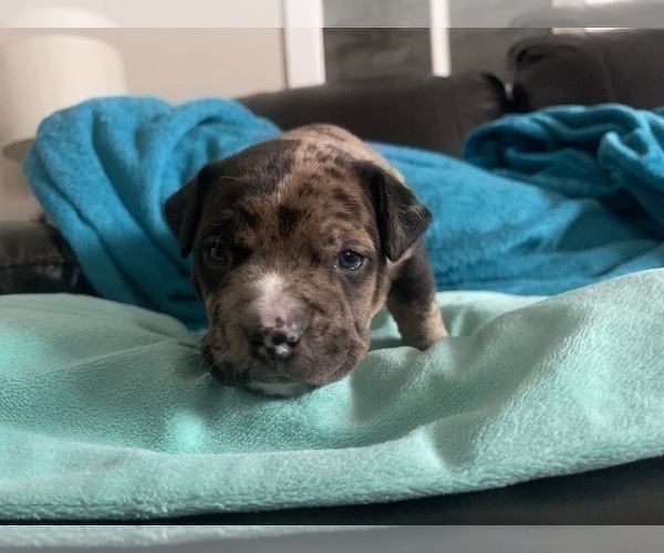 Medium Photo #169 American Bully Puppy For Sale in REESEVILLE, WI, USA