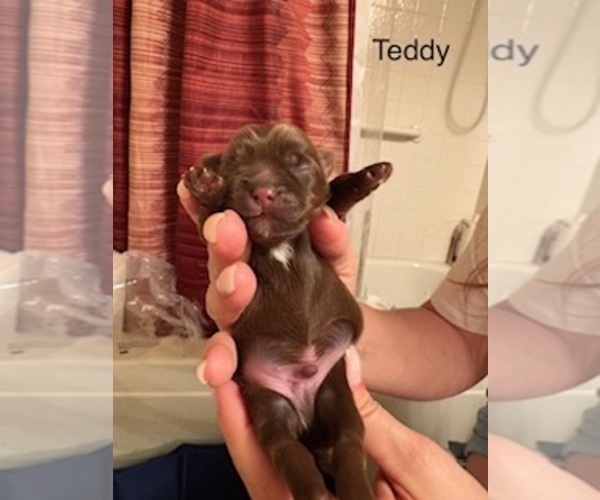 Medium Photo #2 Shorkie Tzu Puppy For Sale in SCOTTSDALE, AZ, USA