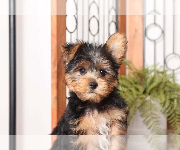 Medium Photo #2 Yorkshire Terrier Puppy For Sale in NAPLES, FL, USA