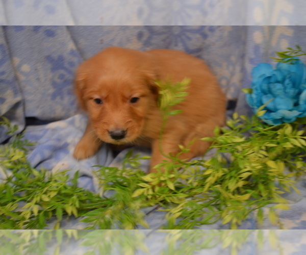 Medium Photo #3 Golden Retriever Puppy For Sale in GREENWOOD, WI, USA