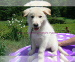 Small #4 German Shepherd Dog