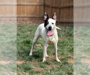 Parker - Louisiana Litter - Male Mutt Dog for Adoption - Photo #8