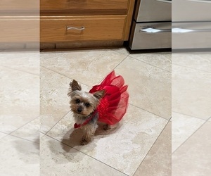 Mother of the Yorkshire Terrier puppies born on 04/01/2025