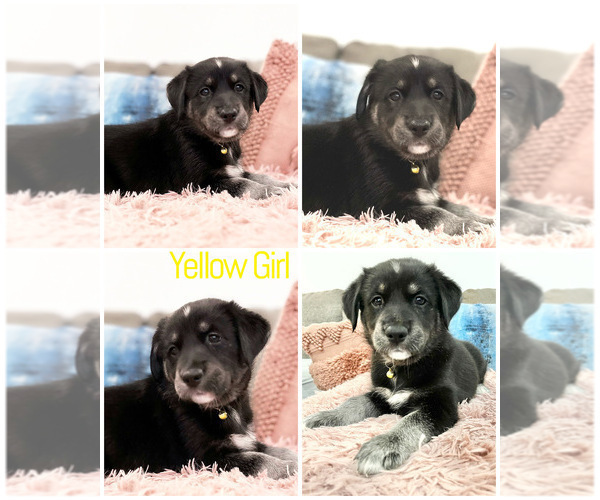 Medium Photo #5 Goberian Puppy For Sale in MAINEVILLE, OH, USA