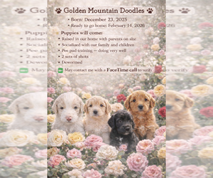 Golden Mountain Doodle Puppy for sale in CORBIN, KY, USA