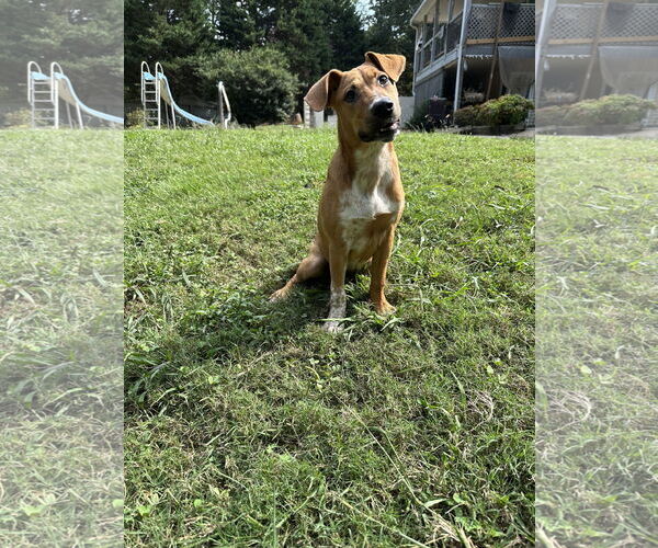 Medium Photo #3 Bluetick Coonhound-Redbone Coonhound Mix Puppy For Sale in Ball Ground, GA, USA