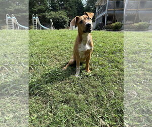 Sandy - Female Bluetick Coonhound-Redbone Coonhound Mix Dog for Adoption - Photo #3