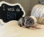 Small Photo #13 Aussiedoodle Puppy For Sale in FRANKLINTON, LA, USA
