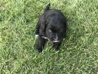Small Photo #4 Miniature Bernedoodle Puppy For Sale in SIGOURNEY, IA, USA