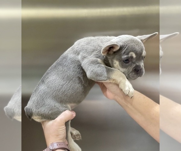 Medium Photo #3 French Bulldog Puppy For Sale in HOUSTON, TX, USA