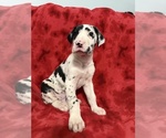 Small Great Dane