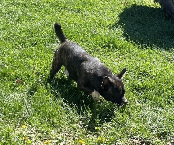 Medium Photo #7 French Bullhuahua Puppy For Sale in SPRAGGS, PA, USA