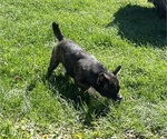 Small #6 French Bullhuahua