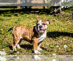 Small #22 Olde English Bulldogge