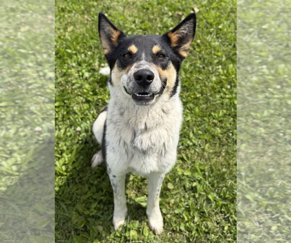 Medium Photo #2 Mutt Puppy For Sale in Jefferson, WI, USA