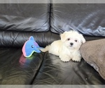 Puppy Bunny Maltese