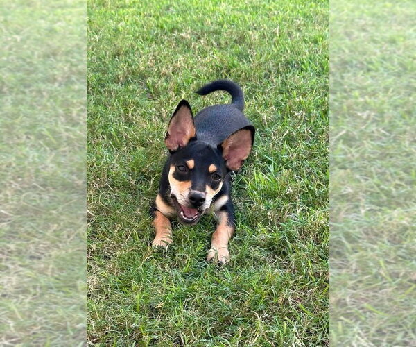 Medium Photo #2 Mutt Puppy For Sale in FRAMINGHAM, MA, USA