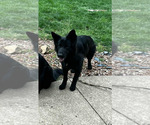 Small #1 German Shepherd Dog