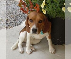 Mother of the Beaglier puppies born on 08/27/2025