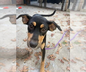 Australian Kelpie-Unknown Mix Dogs for adoption in Boston, MA, USA