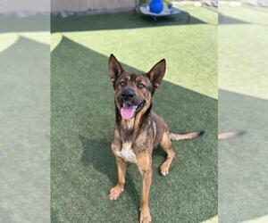 Medium German Shepherd Dog Mix