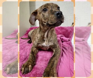 American Staffordshire Terrier-Labrador Retriever Mix Dogs for adoption in Brewster, NY, USA